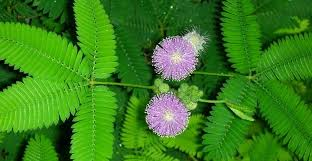 Sensitive Plant